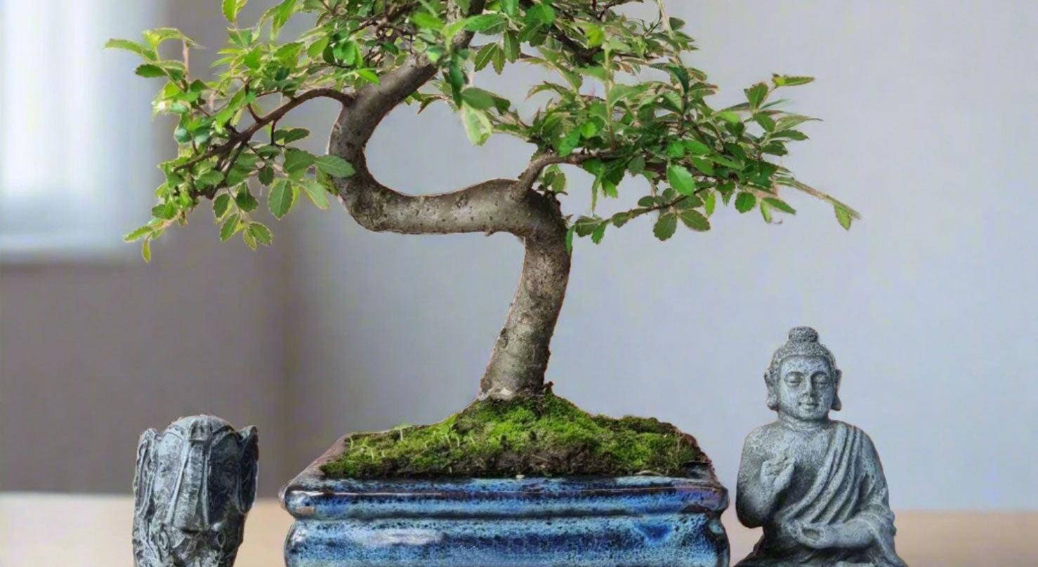 holayorkshirebonsai.shop banner